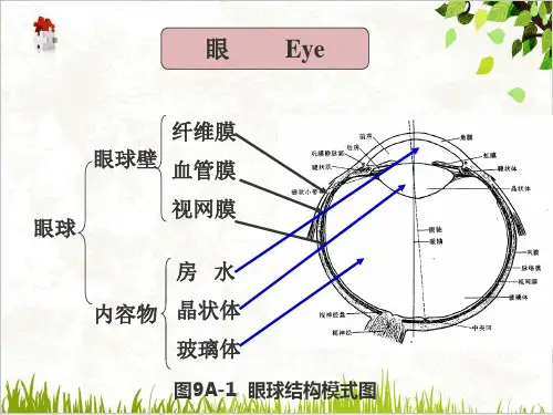 组织学与胚胎学眼PPT.