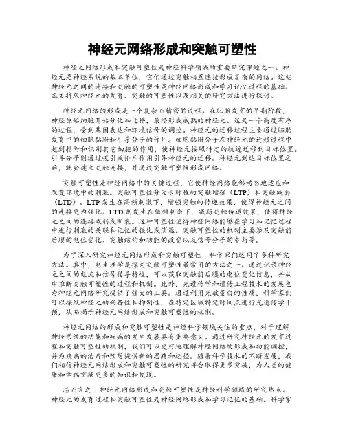 神经元网络形成和突触可塑性