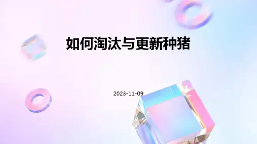 如何淘汰与更新种猪