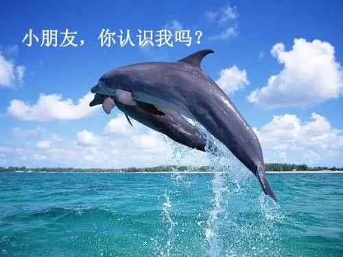 《海豚救人》课件
