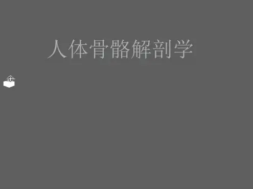 人体骨骼解剖学最新PPT课件[文字可编辑]