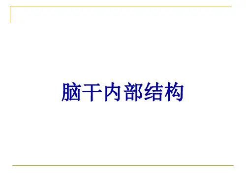 脑干内部结构