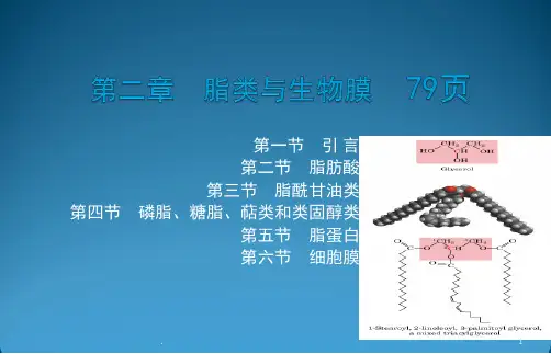 脂类ppt课件