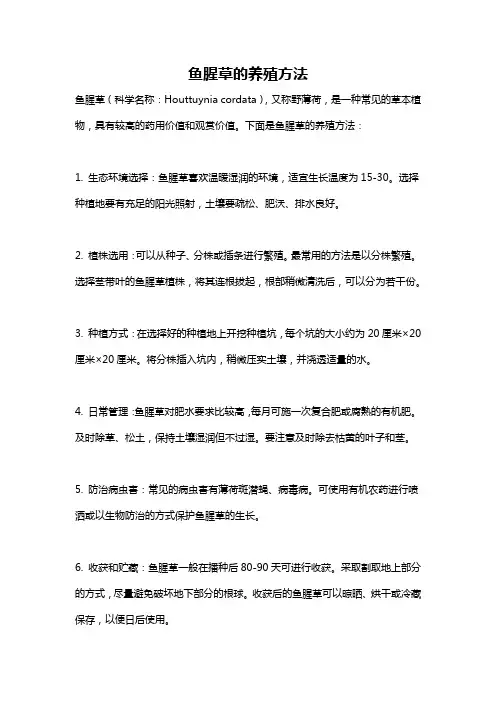 鱼腥草的养殖方法