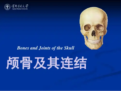 【课件-系统解剖学】_04 颅骨及连接_首都医科大学