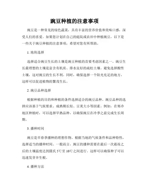 豌豆种植的注意事项