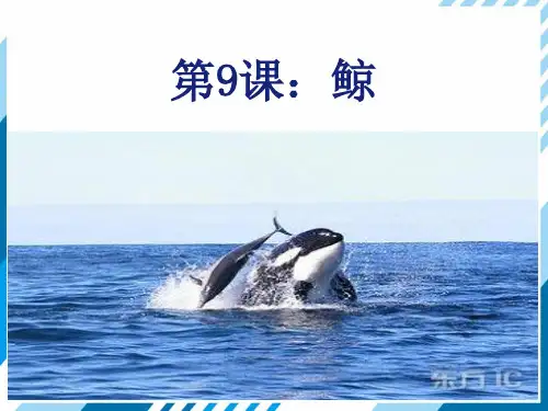 五年级上册语文第9课ppt