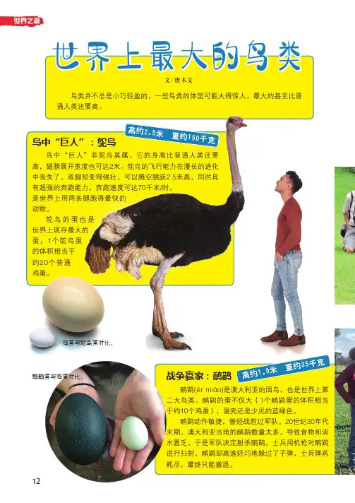 世界上最大的鸟类