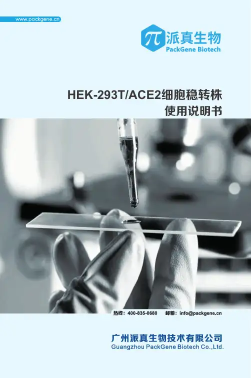 HEK-293T ACE2 细胞稳转株使用说明书