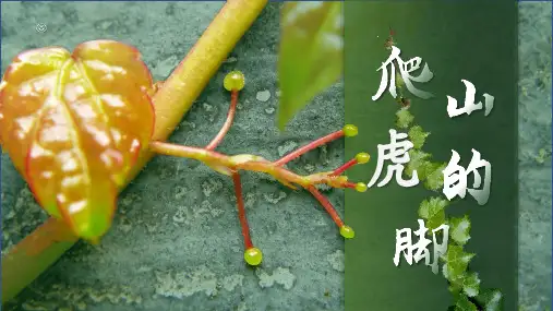《爬山虎的脚》ppt课件