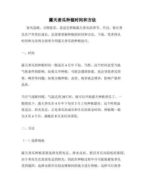 露天香瓜种植时间和方法