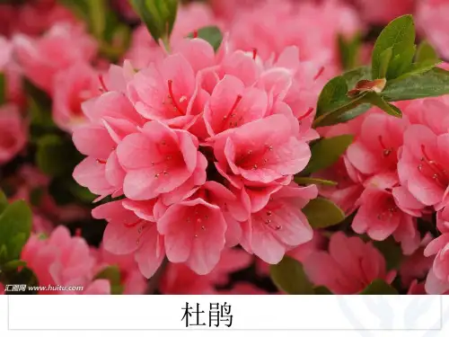 部编小学音乐三年级《歌表演 对鲜花》胡秋兰PPT课件 一等奖新名师优质公开课获奖比赛人教