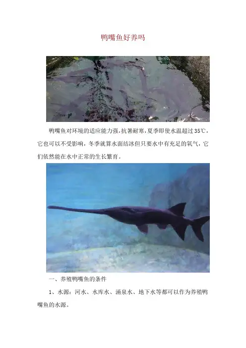 鸭嘴鱼好养吗