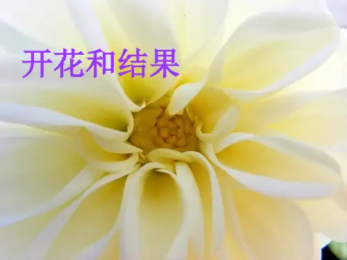 人教版初中生物七上3.2.3 开花和结果 课件 (共47张PPT)