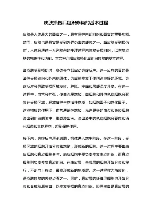 皮肤损伤后组织修复的基本过程
