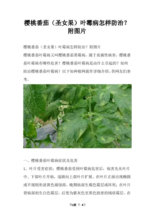 樱桃番茄（圣女果）叶霉病怎样防治？附图片