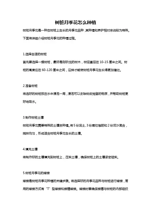 树桩月季花怎么种植