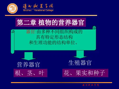 根的形态与结构