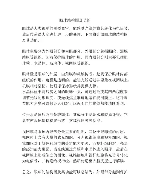 眼球结构图及功能