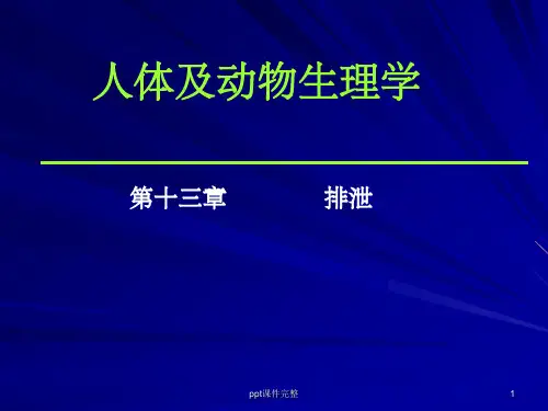 生理学泌尿系统ppt课件