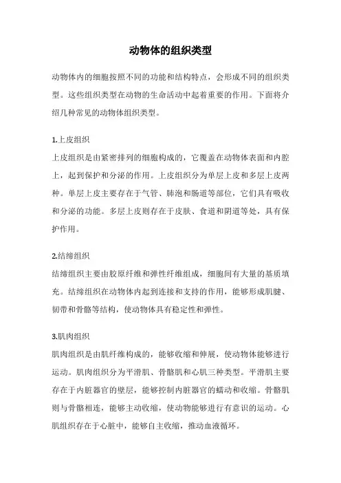 动物体的组织类型