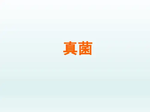 初中八年级生物课精品PPT教学课件-真菌