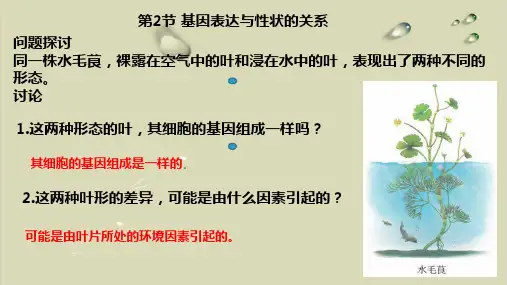 人教版高一必修二第4章 第2节 基因表达与性状的关系实用课件