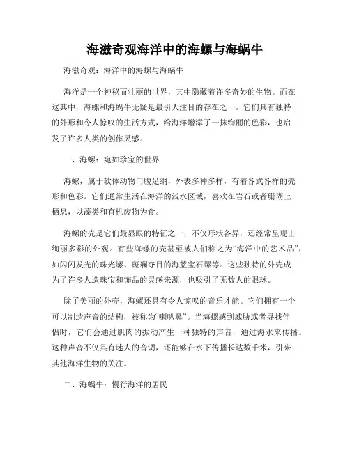 海滋奇观海洋中的海螺与海蜗牛