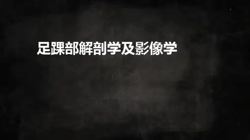 足踝解剖2