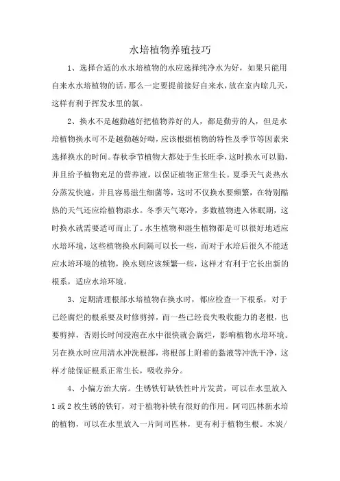 水培植物养殖技巧