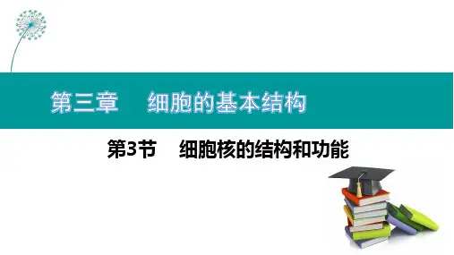 3.3细胞核的结构和功能课件(共29张PPT)人教版2019高中生物必修一