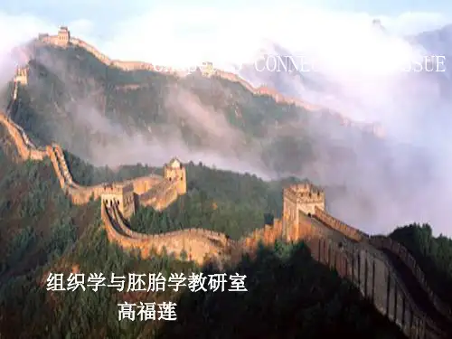 结缔组织-2016 共70页
