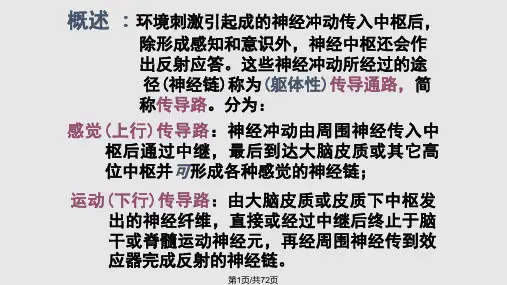 感觉传导路PPT课件