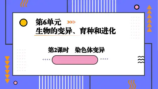 高考生物一轮复习：染色体变异课件