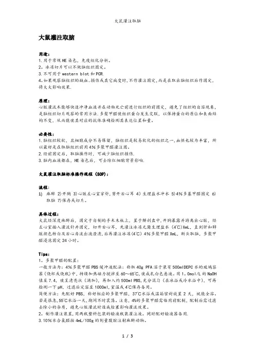 大鼠灌注取脑