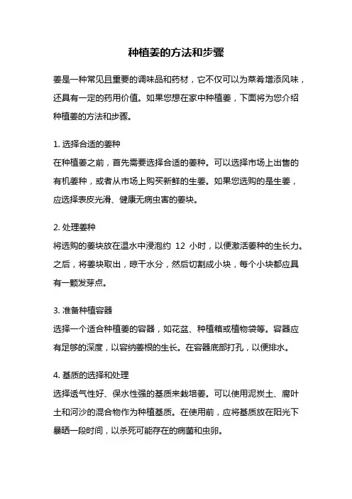 种植姜的方法和步骤