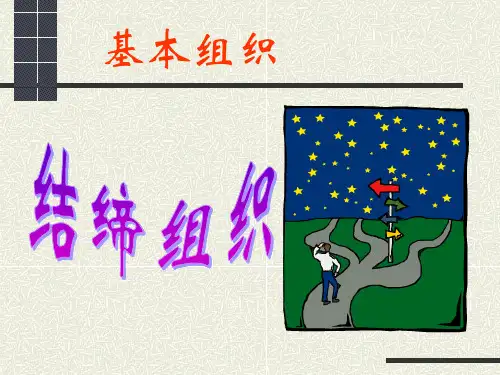基本组织--结缔组织课件