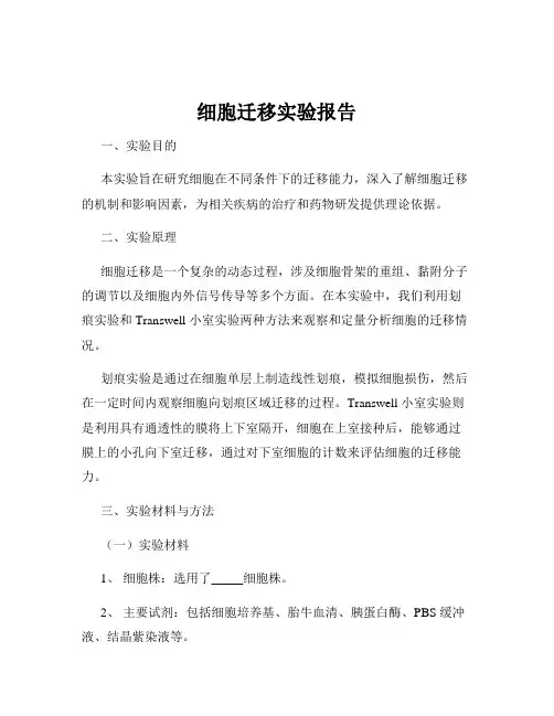 细胞迁移实验报告