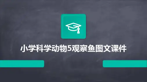 小学科学动物5观察鱼图文课件