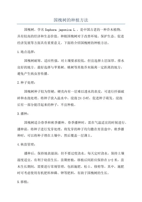 国槐树的种植方法