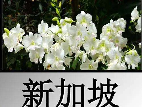 新加坡英语介绍篇【优质PPT】
