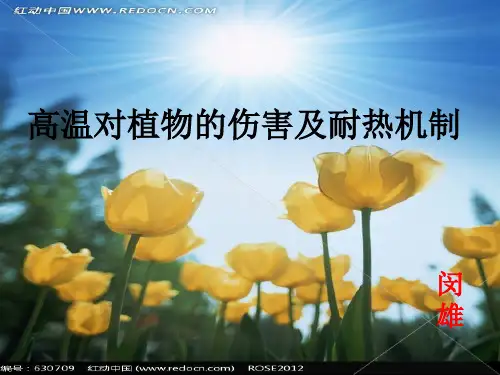 高温对植物的伤害及耐热性