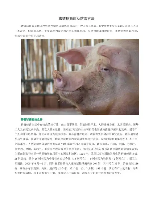 猪链球菌病及防治方法