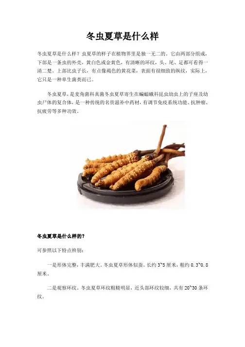 冬虫夏草是什么样