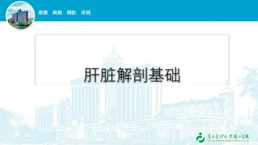 肝脏解剖基础