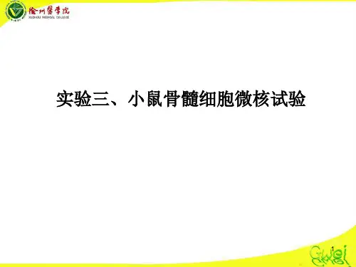 毒理学 实验三、微核试验