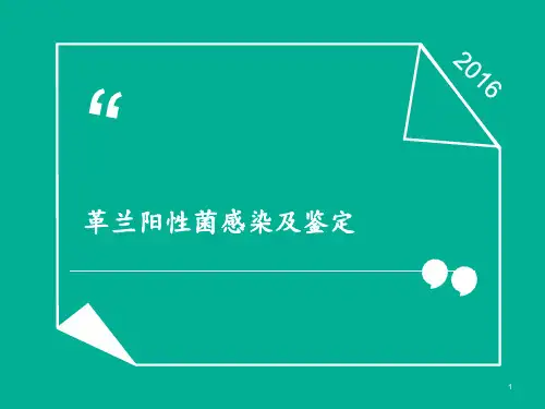 革兰阳性菌感染及鉴定  ppt课件