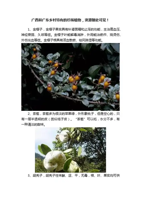 广西和广东乡村特有的珍稀植物，资源随处可见！