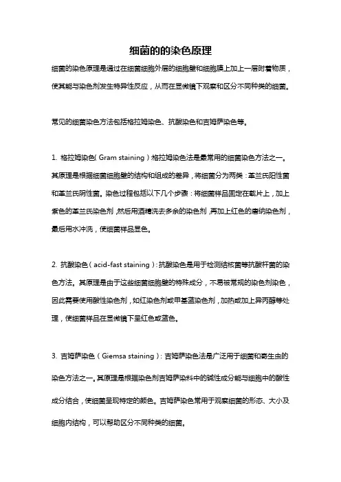 细菌的的染色原理