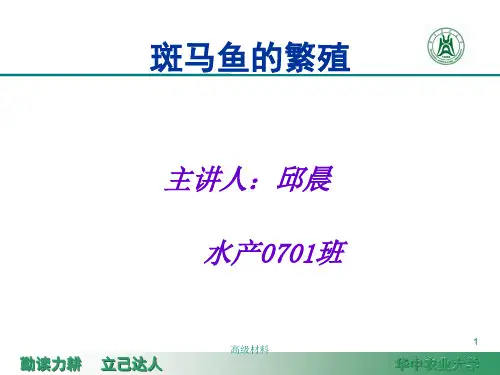 斑马鱼的繁殖(格式整齐)